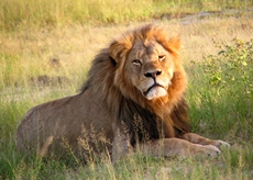 American hunter kill Cecil the lion last month